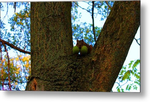 Squirrel Metal Print featuring the photograph Grateful Tree Squirrel by Michael Rucker