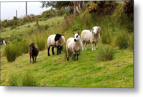  Metal Print featuring the photograph Grazing sheep by Sue Morris