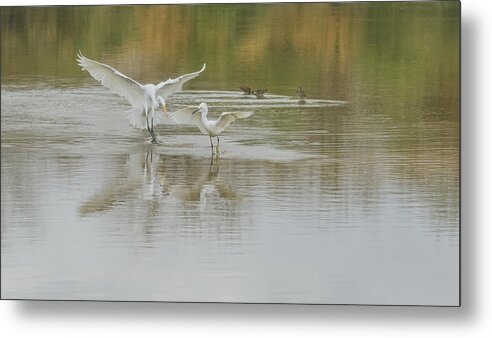 Great Metal Print featuring the photograph Great Egret and Snowy Egret 6708-021218-1 by Tam Ryan