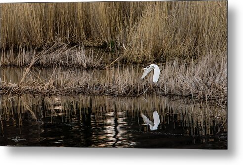 Great Egret Metal Print featuring the photograph Great Egret's flight to a new position by Torbjorn Swenelius