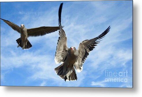 Seagulls Metal Print featuring the photograph Grey Seagulls in Flight by Beth Myer Photography