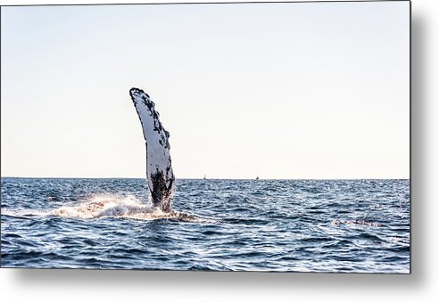Grey Whale Metal Print featuring the photograph Grey Whale Fin Gulf of Mexico by Charles McCleanon