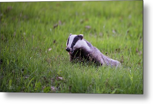 Eurasian Badger Metal Print featuring the photograph Happy Badger in the green grass by Torbjorn Swenelius