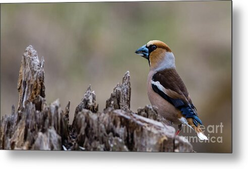 Hawfinch Perching Metal Print featuring the photograph Hawfinch perching by Torbjorn Swenelius