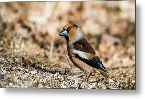 Hawfinch's Gaze Metal Print featuring the photograph Hawfinch's gaze by Torbjorn Swenelius