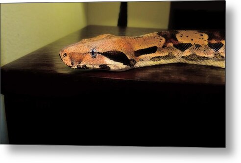 Snake Metal Print featuring the photograph Helix, Bci by Rhonda Miller