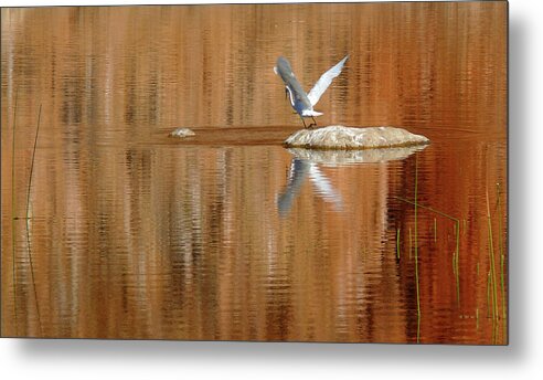 Heron Metal Print featuring the photograph Heron Tapestry by Evelyn Tambour