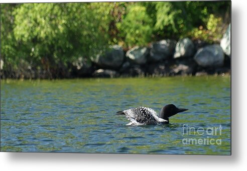 Wildlife Metal Print featuring the photograph Hobbin' and Bobbin' by Judy Carr