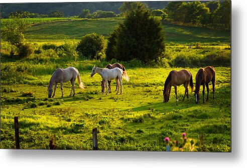 Da 18-135 Wr Metal Print featuring the photograph Horses Grazing in Evening Light by Lori Coleman