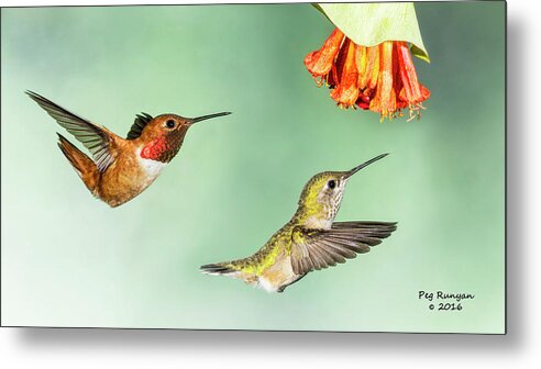 Hummingbirds Metal Print featuring the photograph Hot Wings by Peg Runyan