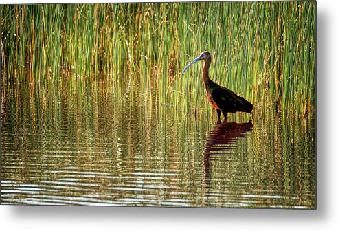 White Faced Ibis Metal Print featuring the photograph Ibis Reflections by Susan Rissi Tregoning