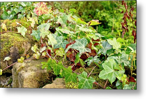 Ivy Metal Print featuring the photograph Ivy on Stones by Elena Perelman