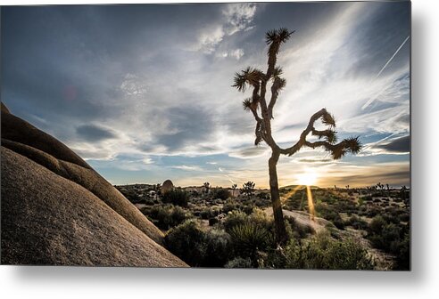 Backlight Metal Print featuring the photograph Joshua Tree National Park - California, United States - Travel photography by Giuseppe Milo