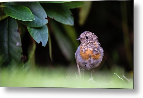 Robin Metal Print featuring the photograph Juvenile Robin by Torbjorn Swenelius