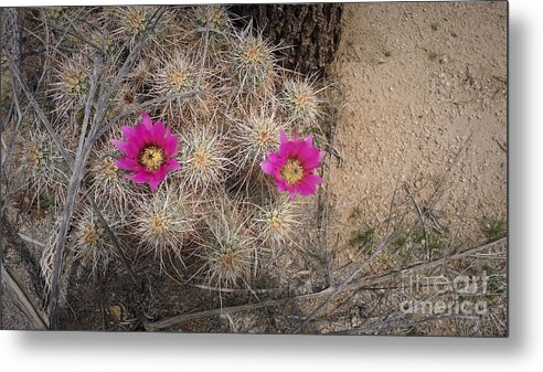 Late Bloomers Metal Print featuring the photograph Late Bloomer by Angela J Wright