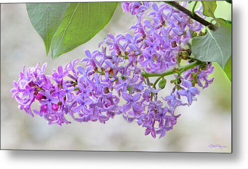 Lilacs Metal Print featuring the photograph Lilac Cluster by Skip Tribby