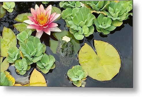Frog Metal Print featuring the photograph Lily pad lunch by Diane Berard