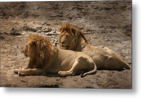Lion Metal Print featuring the photograph Lion brothers by Joseph G Holland