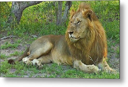Lion Metal Print featuring the photograph Lion by Gini Moore