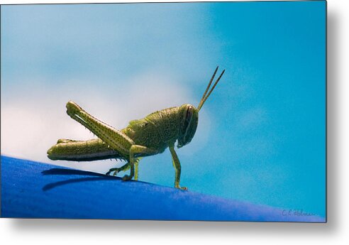 Grasshopper Metal Print featuring the photograph Little Grasshopper by Christopher Holmes