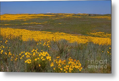 Yellow Wildflowers Metal Print featuring the photograph Little House On the prairie by Jim Garrison