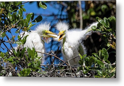Egrets Metal Print featuring the photograph Look - I Have Wings by DB Hayes