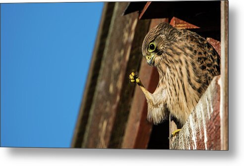 Look Metal Print featuring the photograph Look by Torbjorn Swenelius