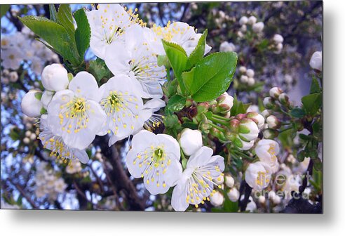 Blooming Tree Metal Print featuring the photograph Lovely Spring by Jasna Dragun