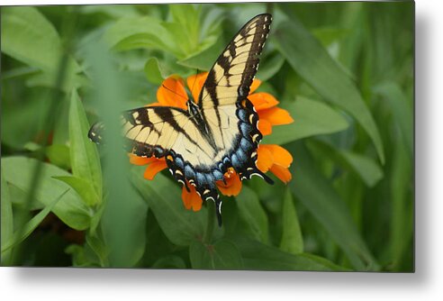Flowers Metal Print featuring the photograph Madam Butterfly by Maria Wall