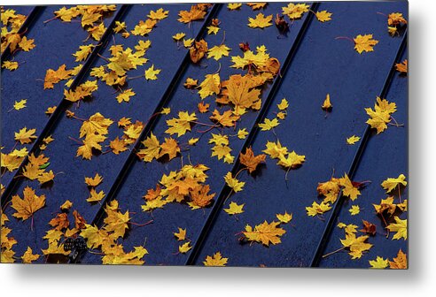 Landscape Metal Print featuring the photograph Maple Leaves on a Metal Roof by Joe Shrader