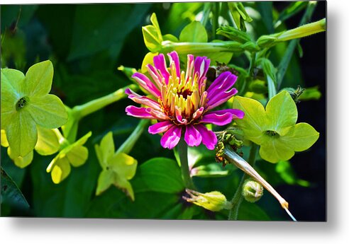 Zinnia Metal Print featuring the photograph Mid September Garden Zinnia and Nicotiana by Janis Senungetuk
