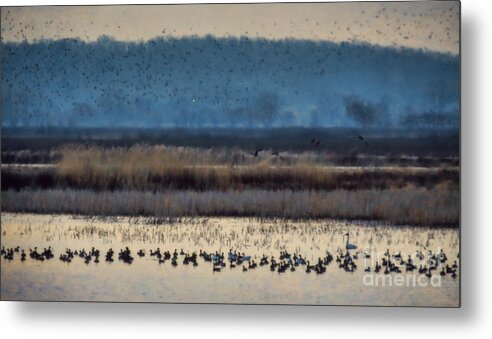 Swan Metal Print featuring the photograph When Ducks Fly by Elizabeth Winter