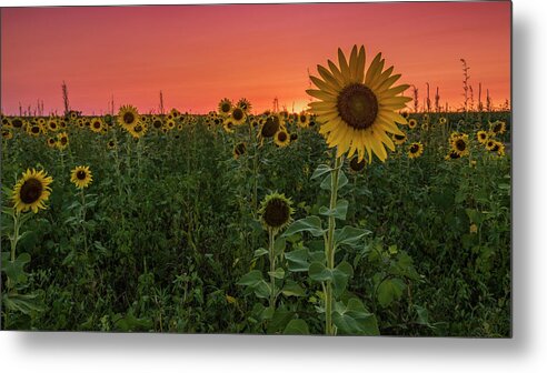Sunset Metal Print featuring the photograph Missouri Sunset by Holly Ross