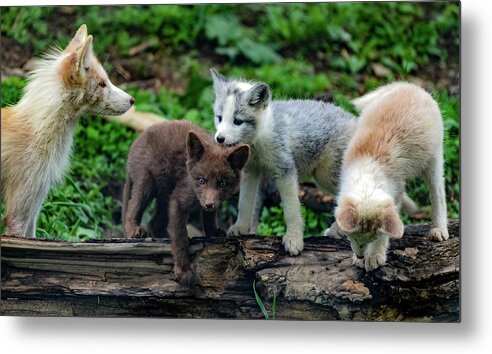 Fox Cubs Metal Print featuring the photograph Mom fox and her cubs by Sam Rino