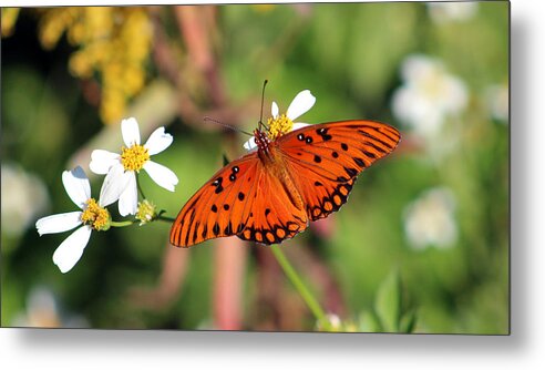 Monarch Metal Print featuring the photograph Monarch Feeding Time by DB Hayes