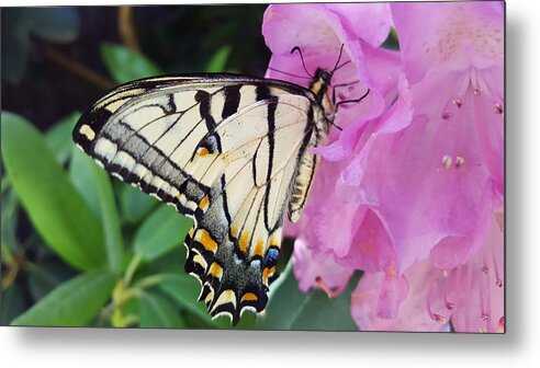 Butterfly Metal Print featuring the photograph Tuesday One by Dani McEvoy