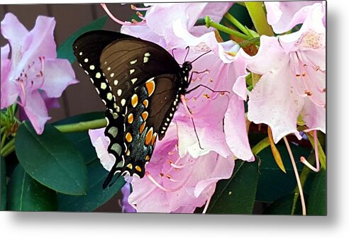 Butterfly Metal Print featuring the photograph Tuesday Two by Dani McEvoy