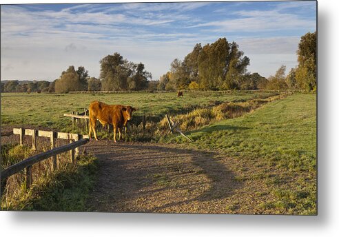 Sudbury Meadows Metal Print featuring the photograph Morning Cow by Ian Merton