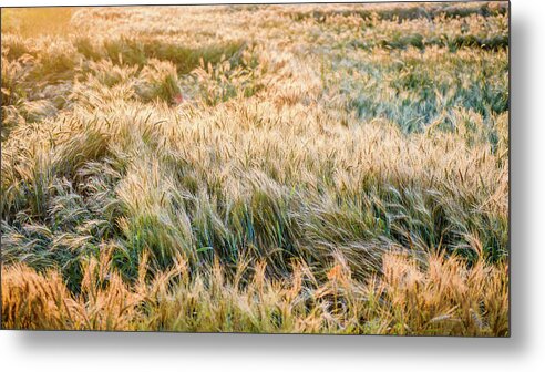Landscape Metal Print featuring the photograph Morning Wheat by Joe Shrader