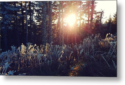 Mount Mitchell Metal Print featuring the photograph Mount Mitchell Frost by William Slider