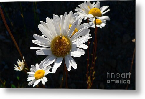 Flowers Metal Print featuring the photograph Mountain Daisy by Larry Keahey
