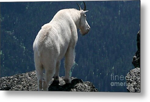 Photography Metal Print featuring the photograph Mountain goat 2 by Sean Griffin