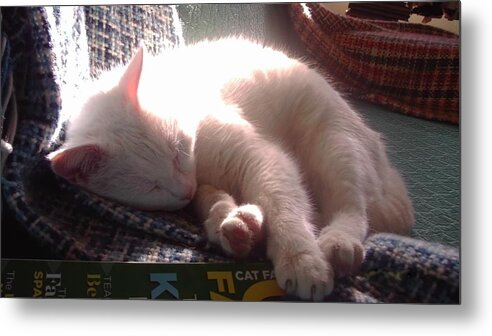 Cat Metal Print featuring the photograph Nap Time by Denise F Fulmer