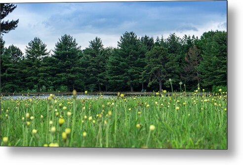 Nature Metal Print featuring the photograph Evergreen Lake - A Groundhog View by Jason Fink