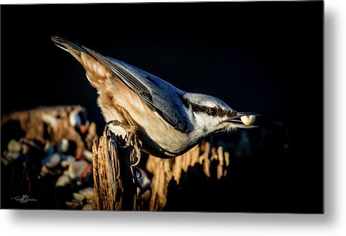 Nuthatch's Nut Metal Print featuring the photograph Nuthatch with a nut in the beak by Torbjorn Swenelius