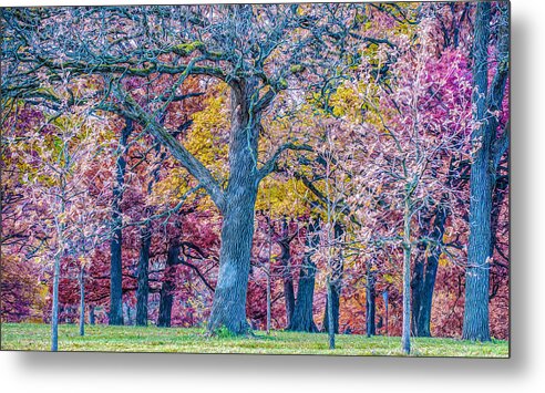 Morton Arboretum Oak Trees Metal Print featuring the digital art Oak Trees at Fall by Judith Barath