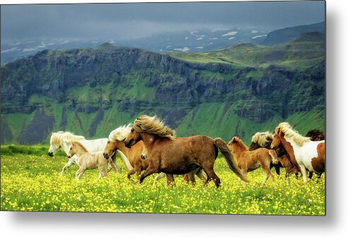 Flatlandsfoto Metal Print featuring the photograph On The Move by Joan Davis