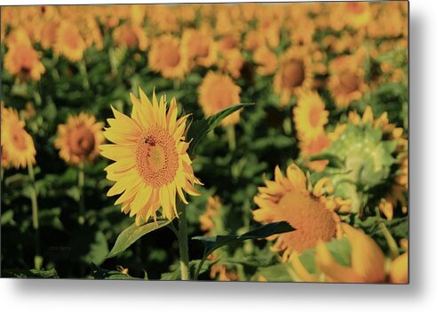 Grinter Metal Print featuring the photograph One in a Million Sunflowers by Chris Berry