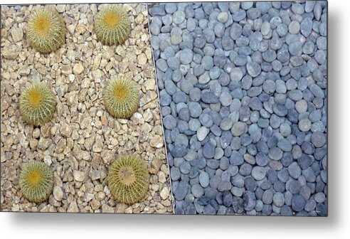 Cactus Metal Print featuring the photograph Opposites Attract by Tim Mattox