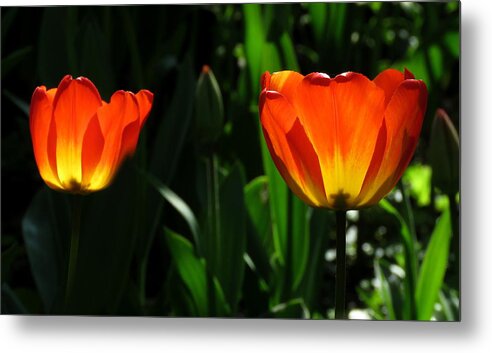 Tulips Metal Print featuring the photograph Orange and Yellow Tulips by John Topman